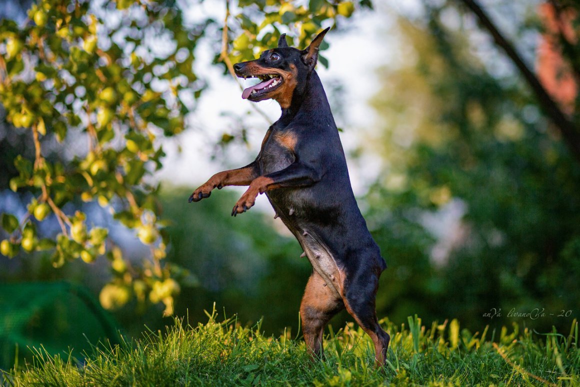 Пинчер Арлекин