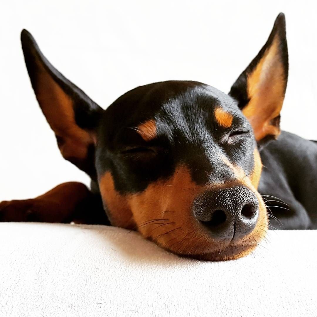 Доберман-пинчер карликовый