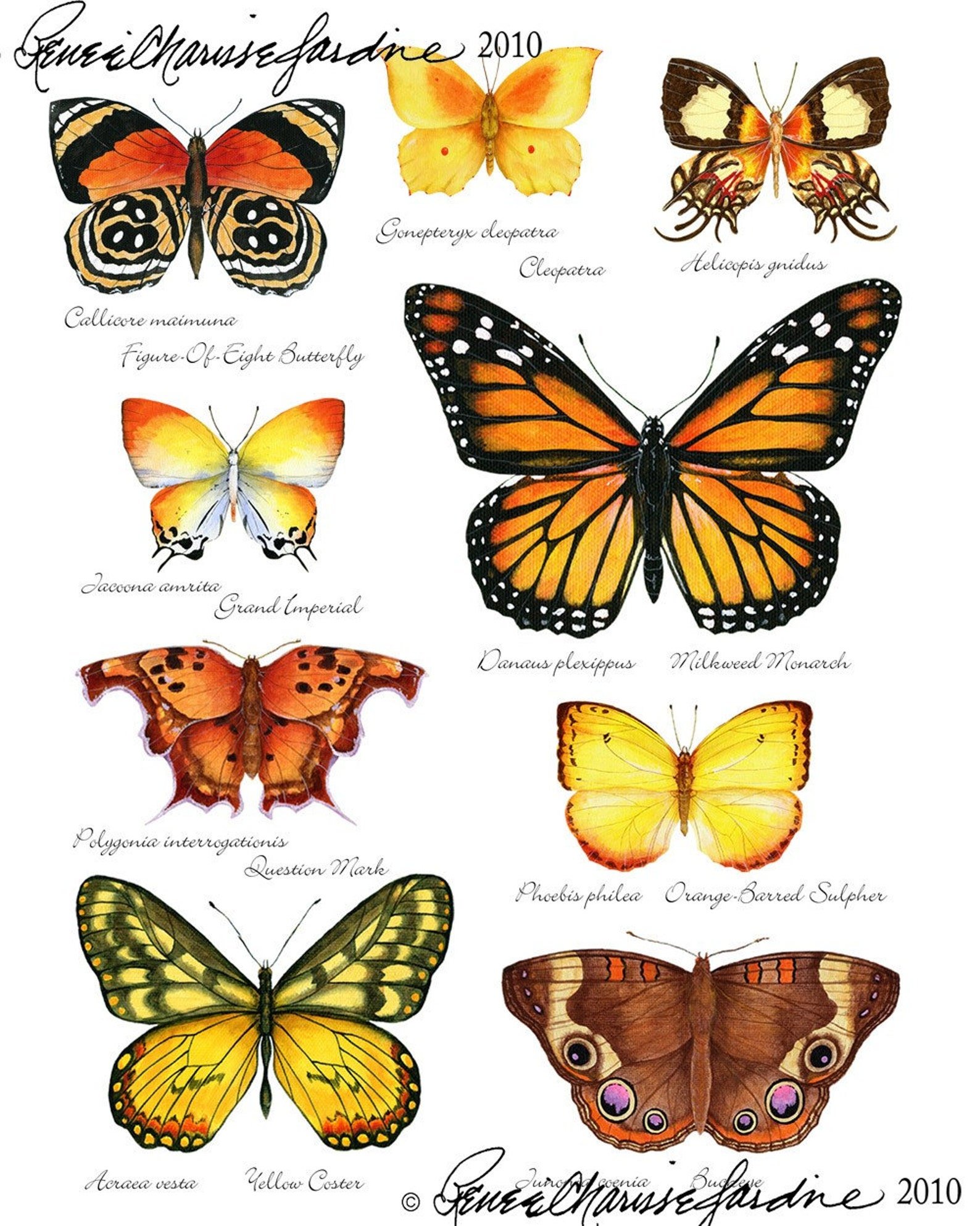 Название рисунков бабочки. Название бабочек. Бабочки разновидности с названиями. Бабочки с названиями для детей. Разновидности бабочек с картинками.