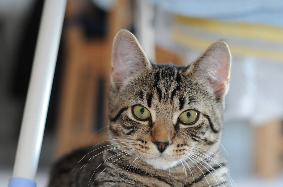 Европейская короткошерстная табби тигровый