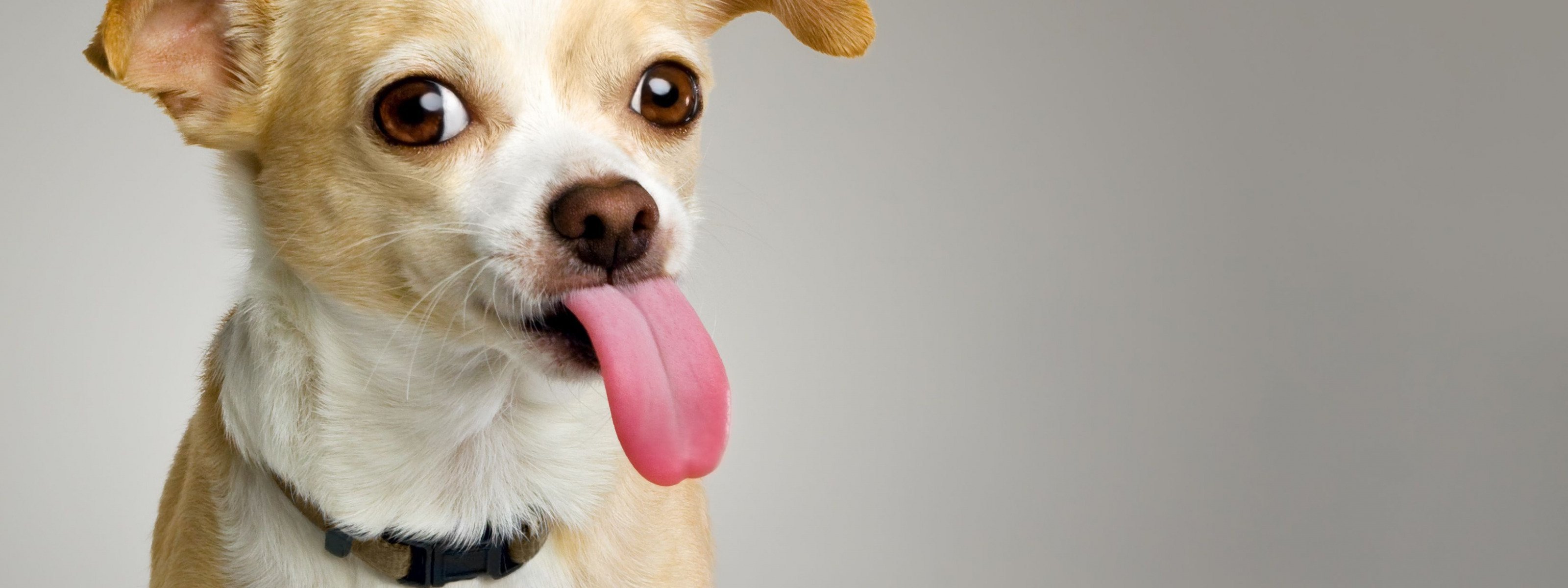 Свесив набок длинный розовый язык. Собака с высунутым языком. Смешные собаки. Фото собаки с высунутым языком. Смешная собака на белом фоне.