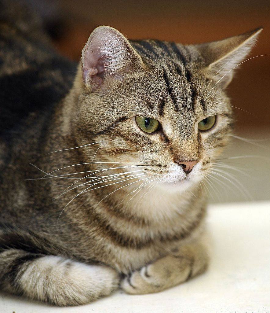 Европейская короткошерстная кошка Камышовая