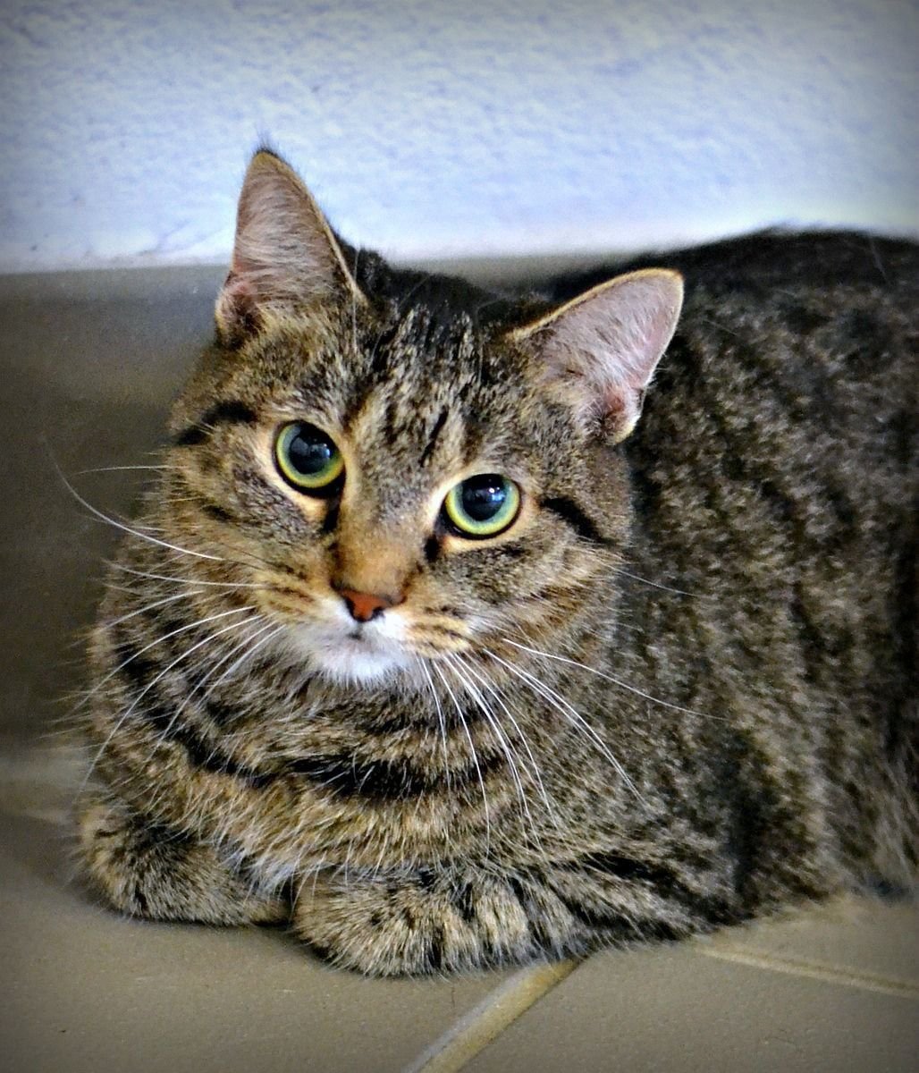 Европейская короткошерстная кошка табби