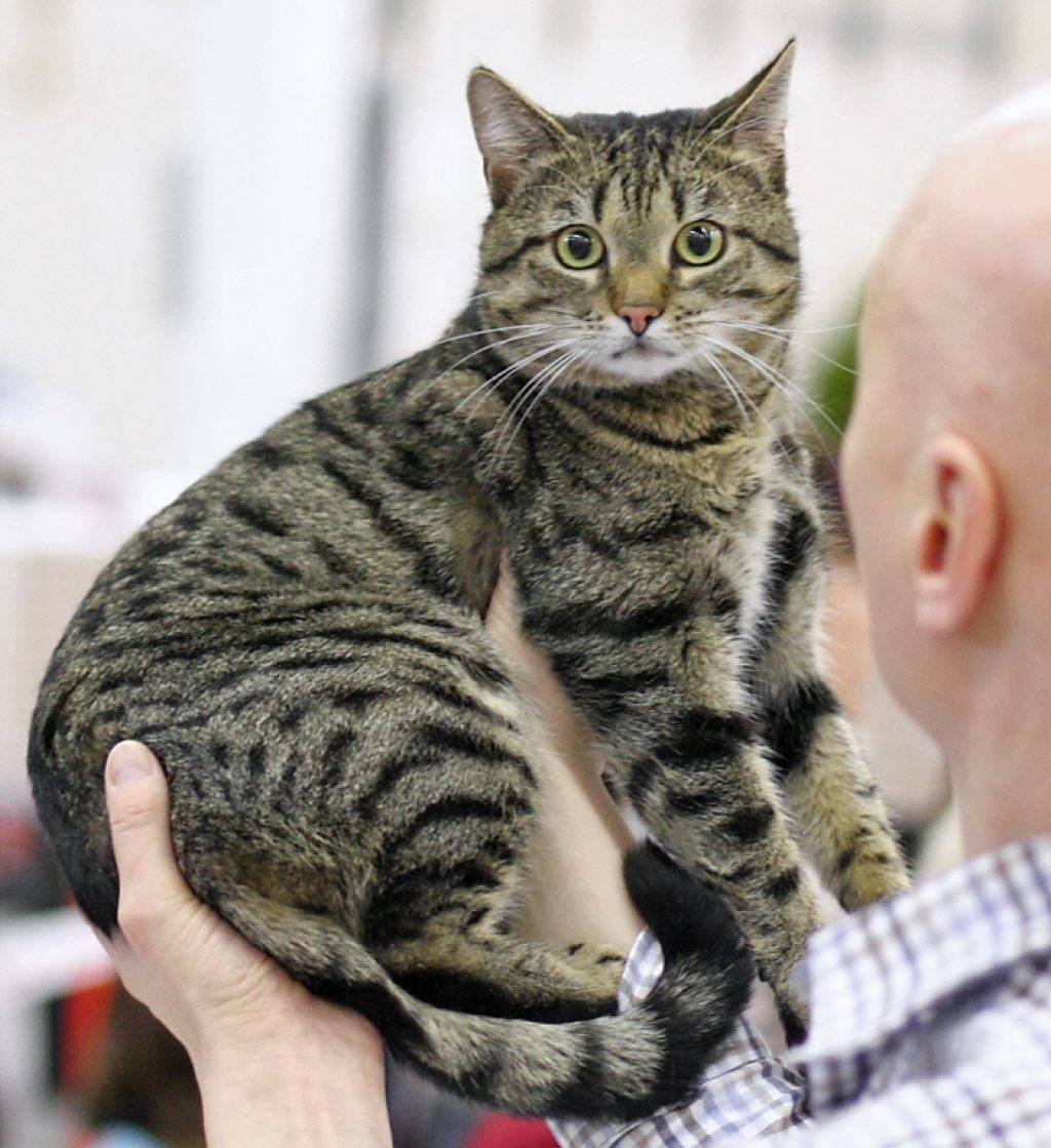 Европейская короткошерстная кошка