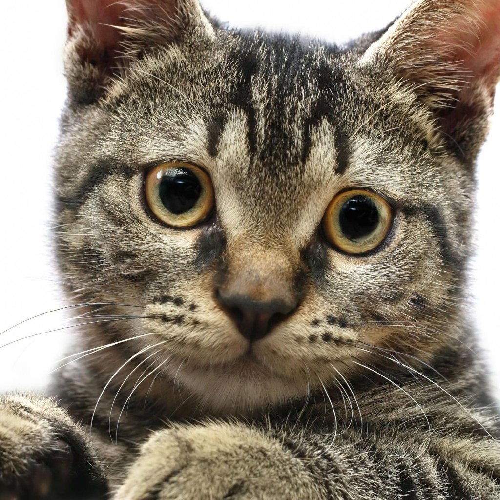 Кот Гудкова порода