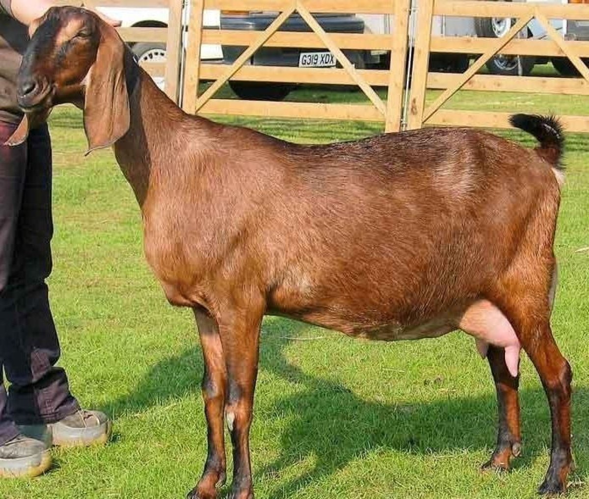 Характеристика пород коз. Англо-нубийская коза. Козы нубийской породы. Англо нубийская порода. Англунубийска порода коз.
