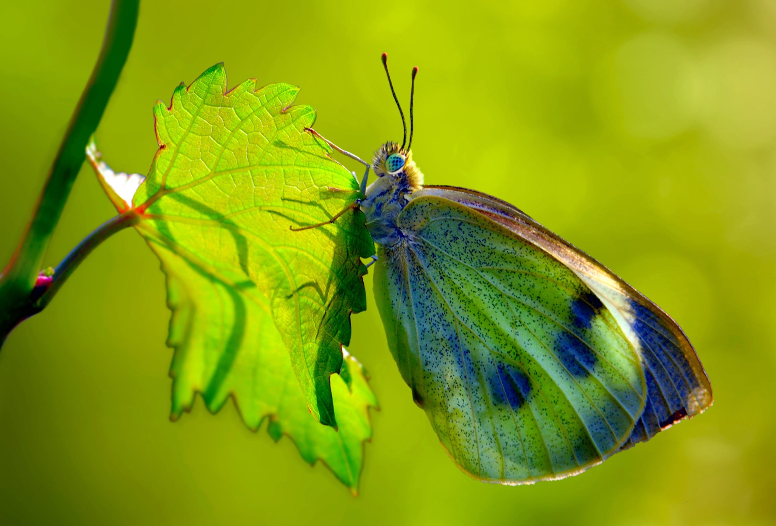 Желто зеленая бабочка. Зеленая бабочка. Бабочки зеленого цвета. Салатовая бабочка. Бабочка светло зеленая.