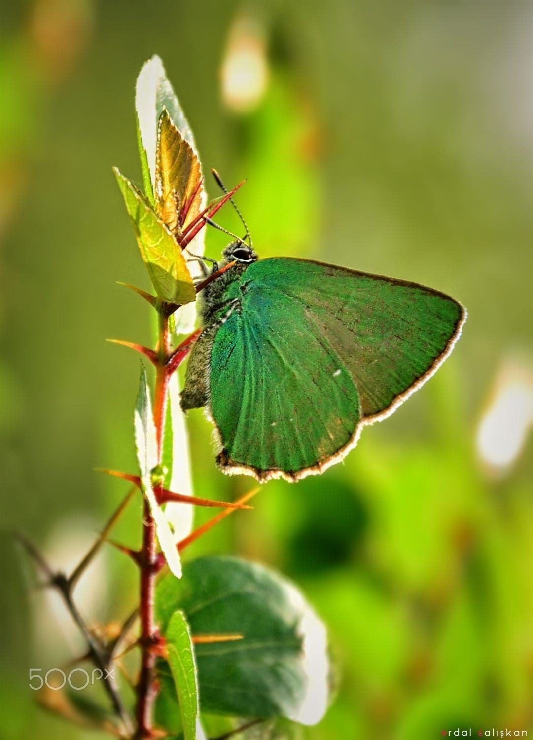 Желто зеленая бабочка. Бабочка Малинница. Зеленая бабочка. Большая зеленая бабочка.