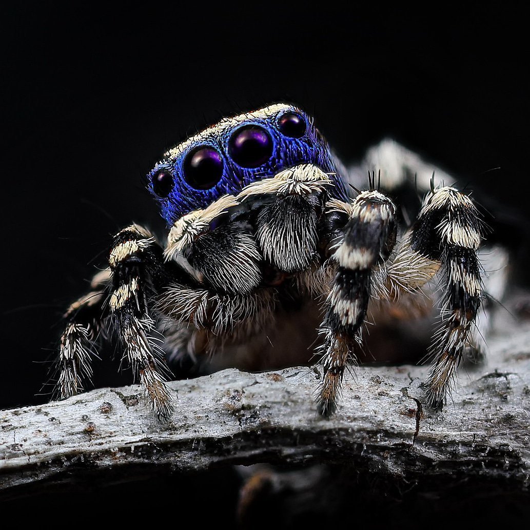 Maratus personatus