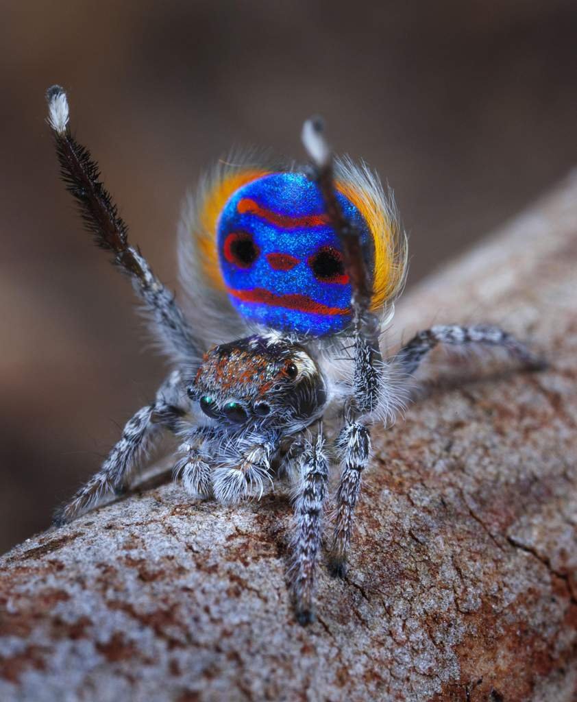 Маратус Воланс