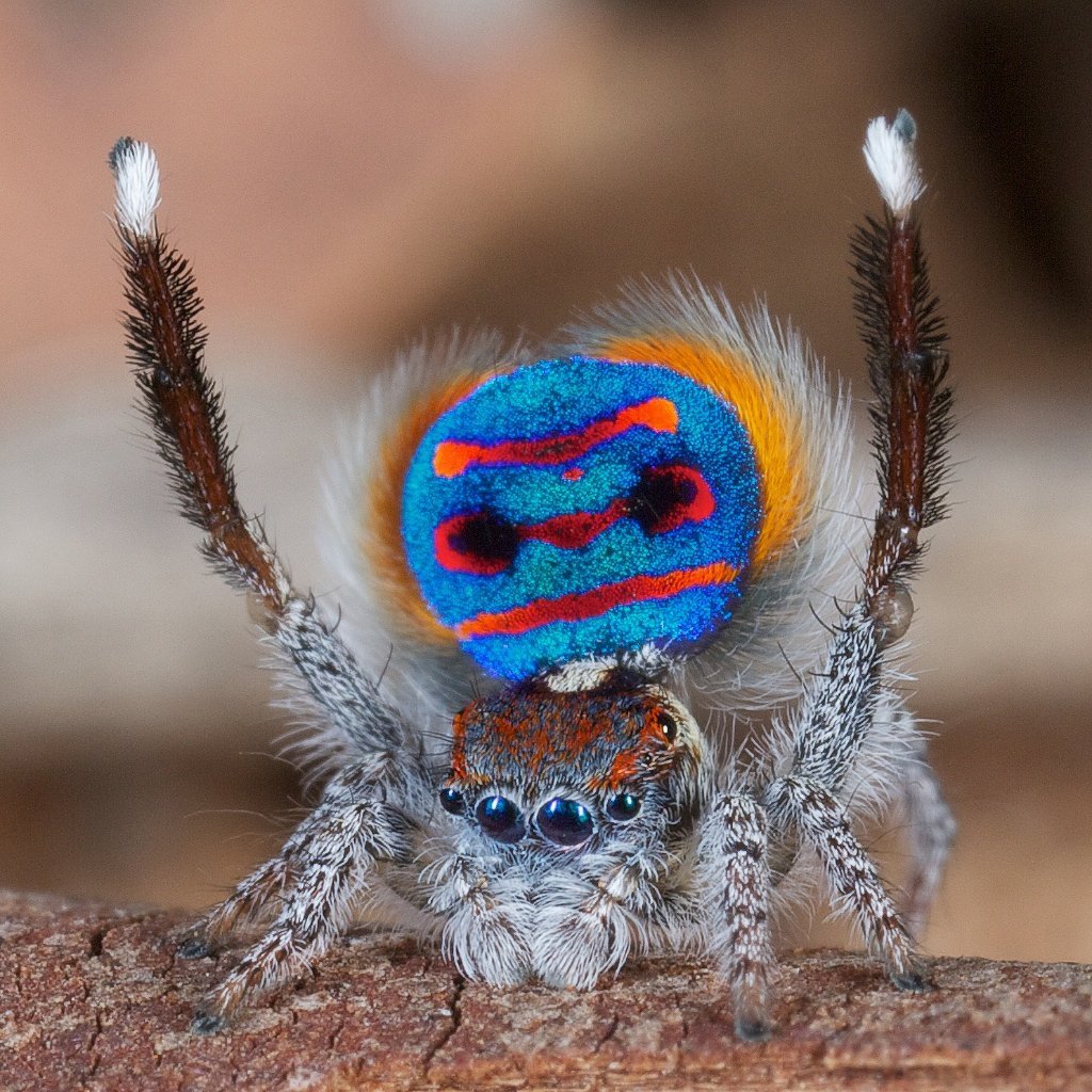 Паук-Павлин (Maratus volans)