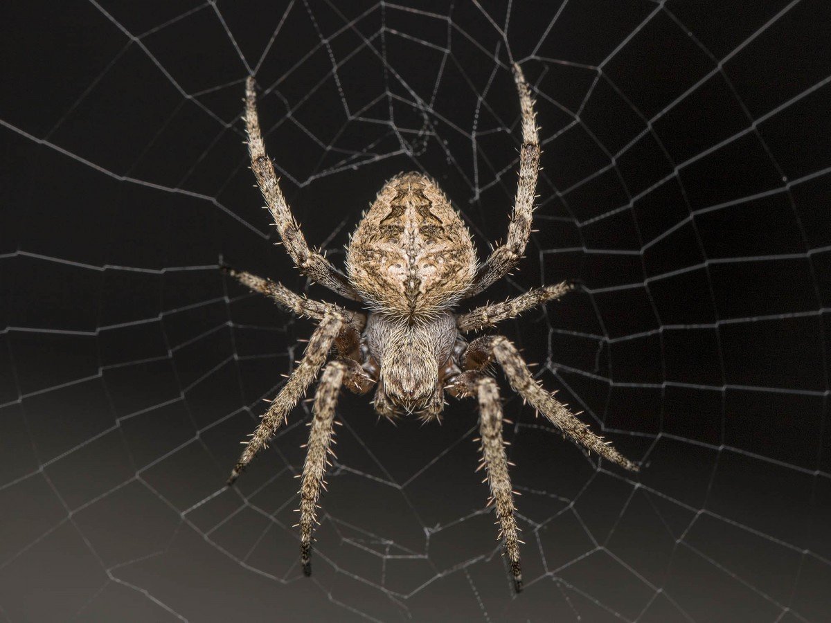 Паук Aranea Diadema