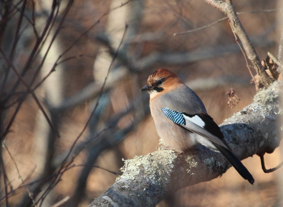Сойка Приморский край