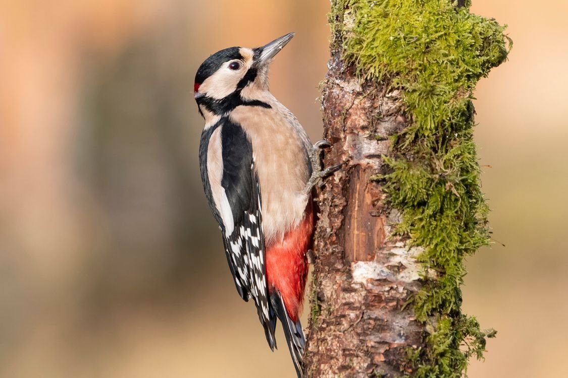 Лесные птицы дятел