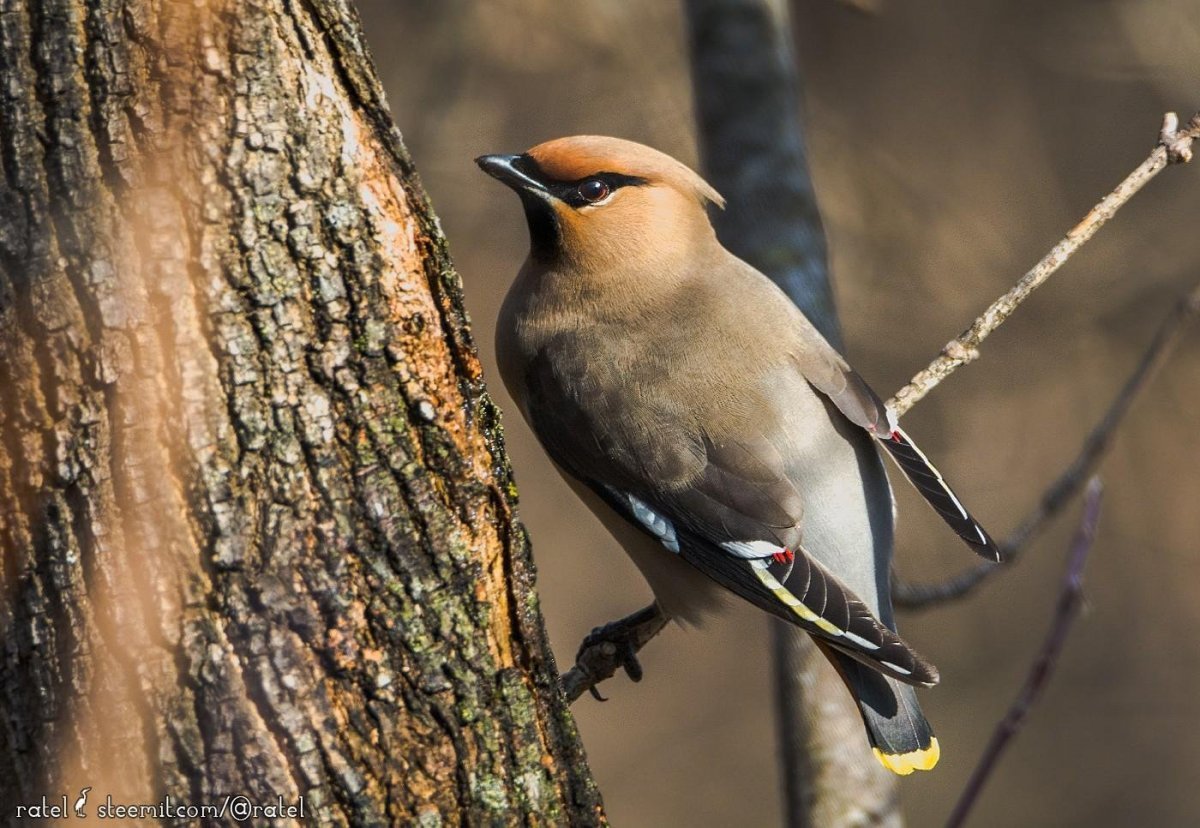 Лесные птицы Подмосковья