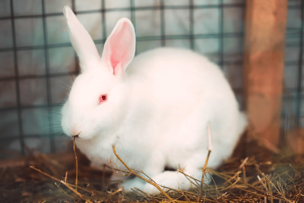 Белый великан порода кроликов