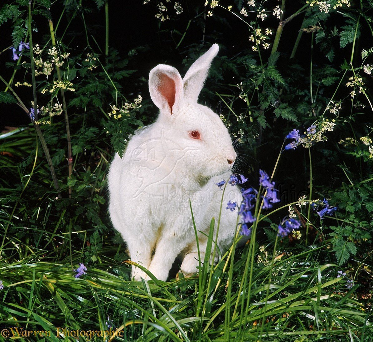 Декоративный кролик альбинос