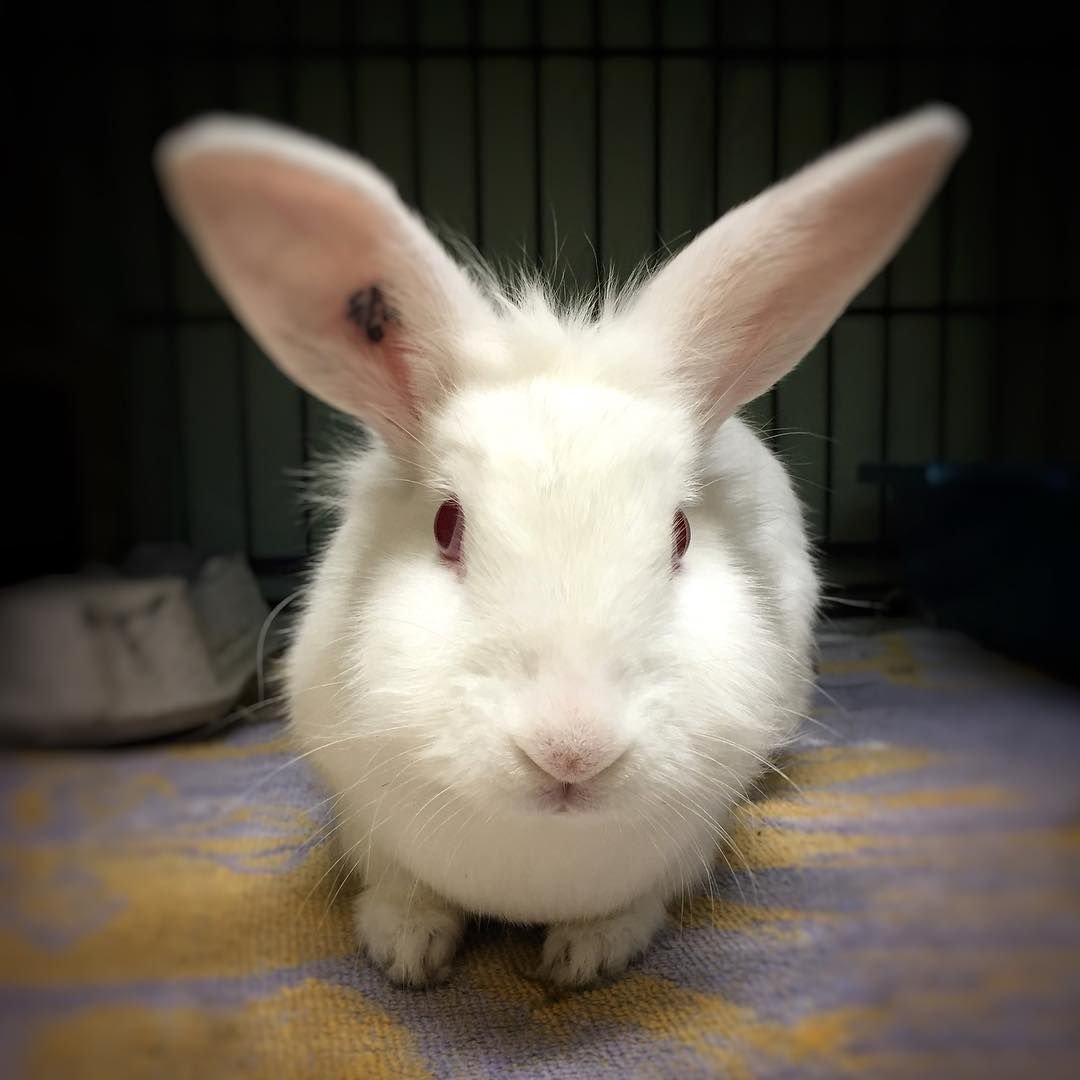 Кролики породы альбинос