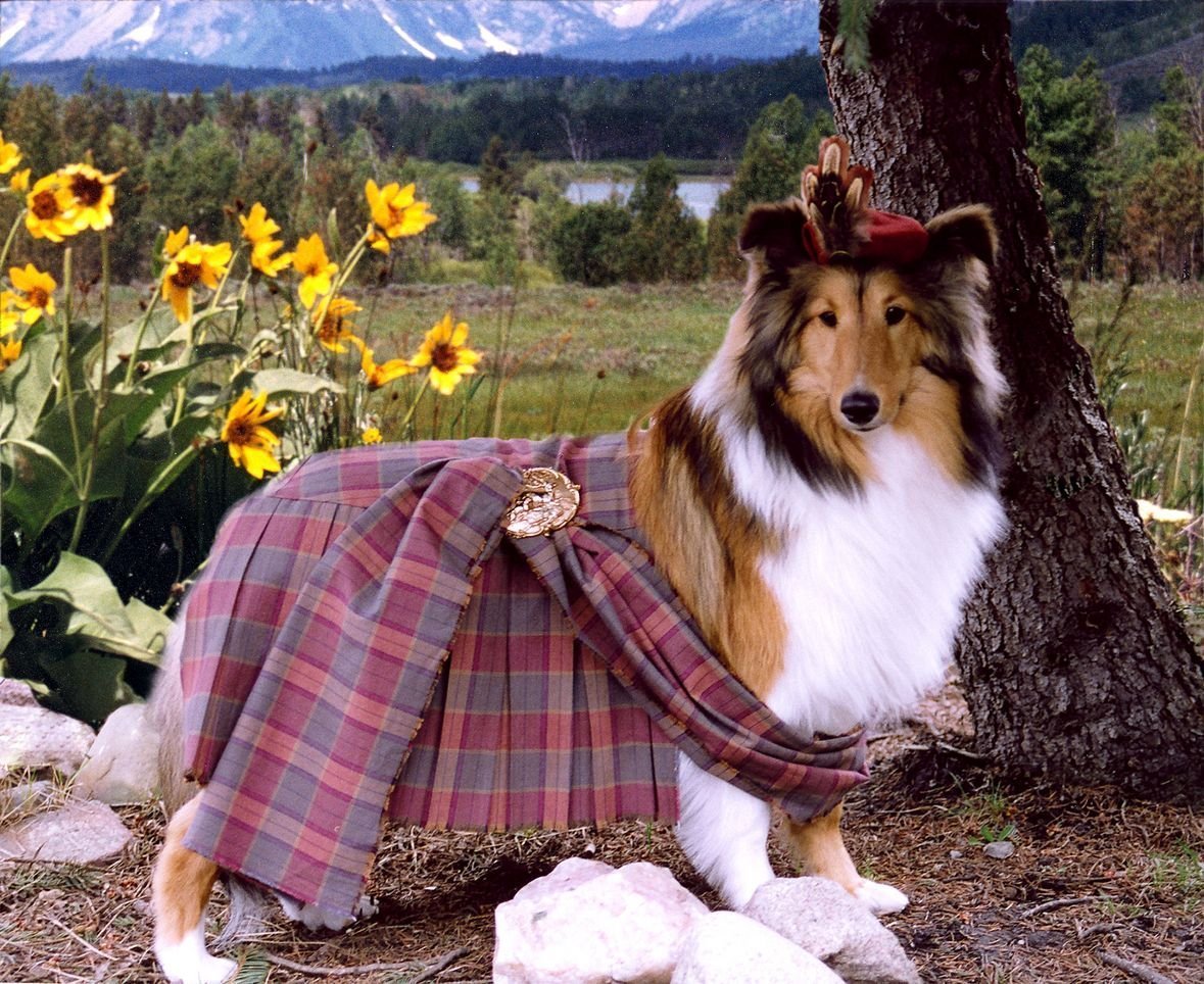 Колли из Шотландии