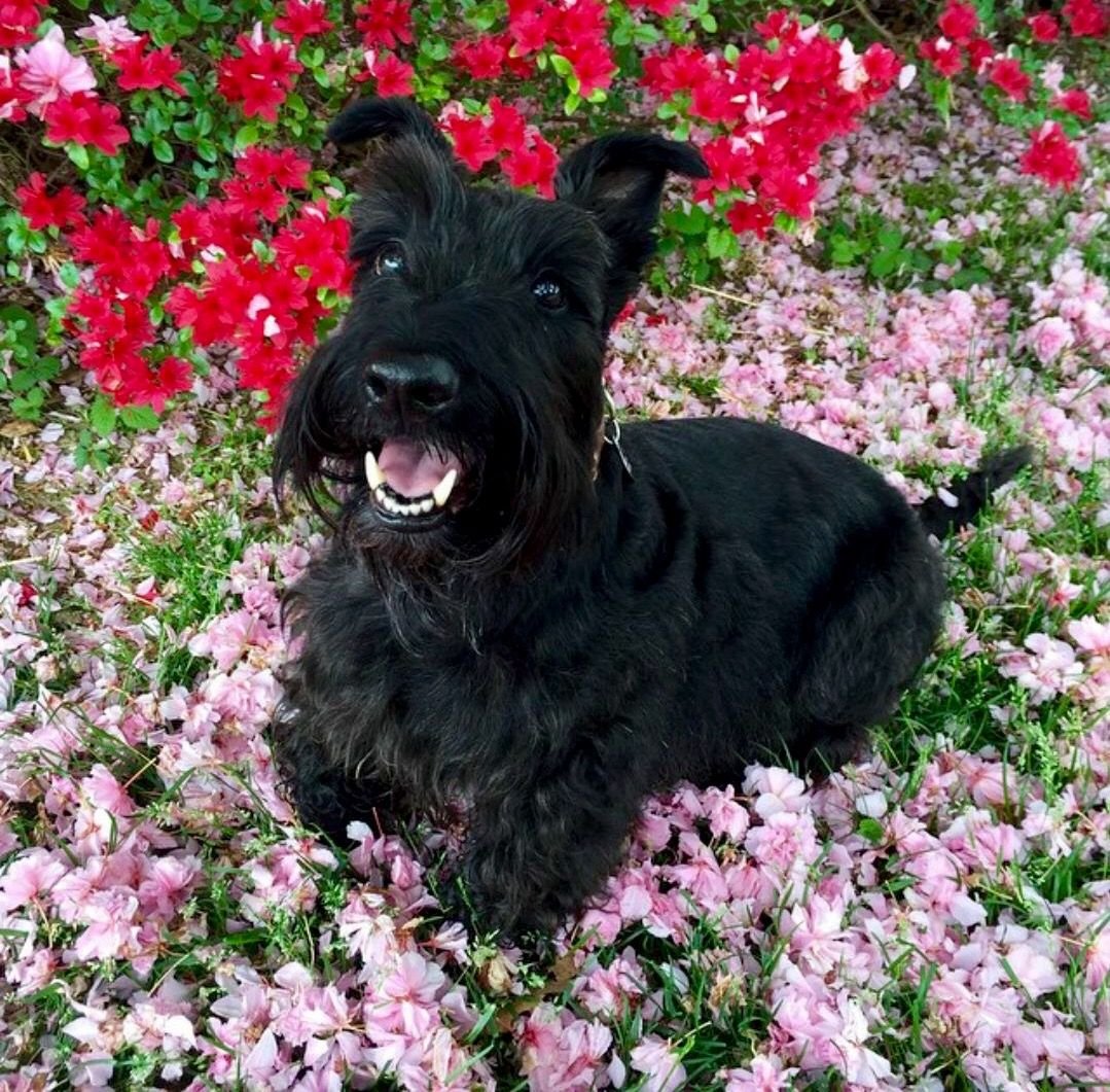 Породы собак шотландии