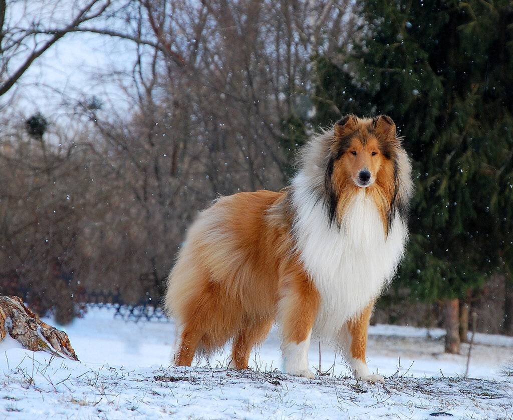 Шотландская колли длинношерстный