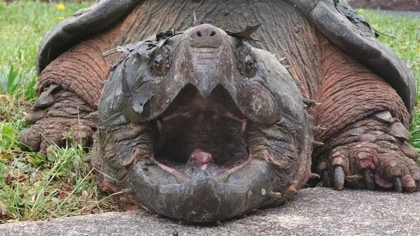 Черепаха в жизни человека. Грифовая черепаха большая. Грифовая черепаха самая большая. Каймановая и грифовая черепаха. Грифовая черепаха панцирь.