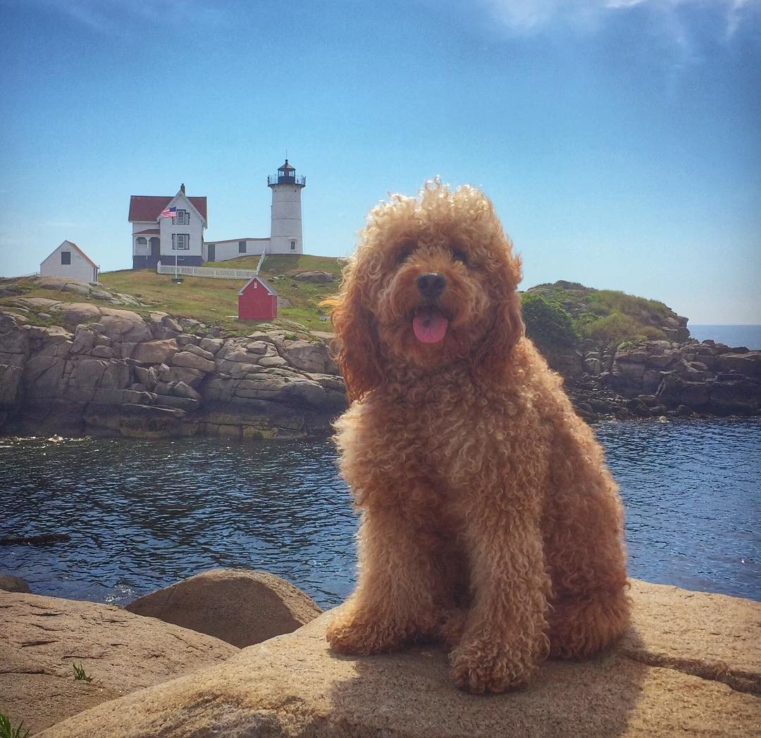 Собака пушистая кудрявая большая