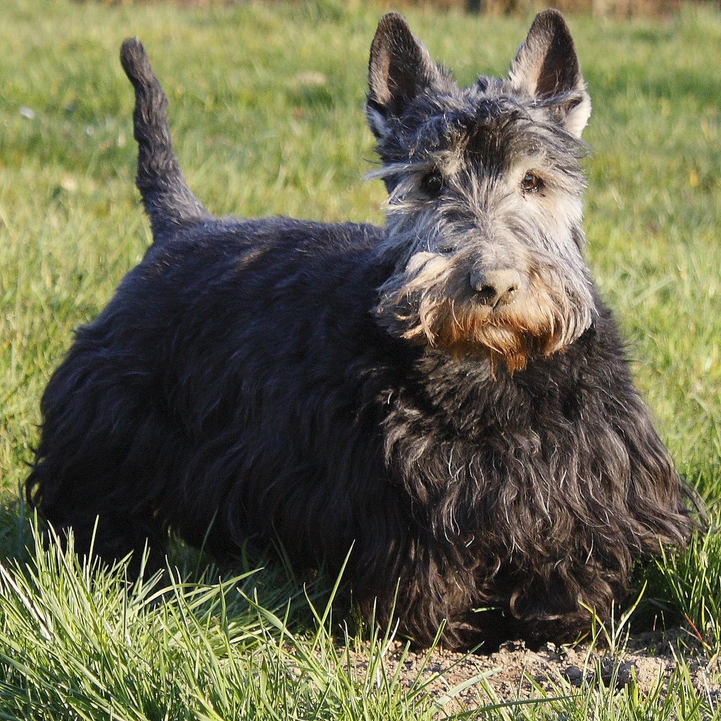 Шотландский жесткошерстный терьер