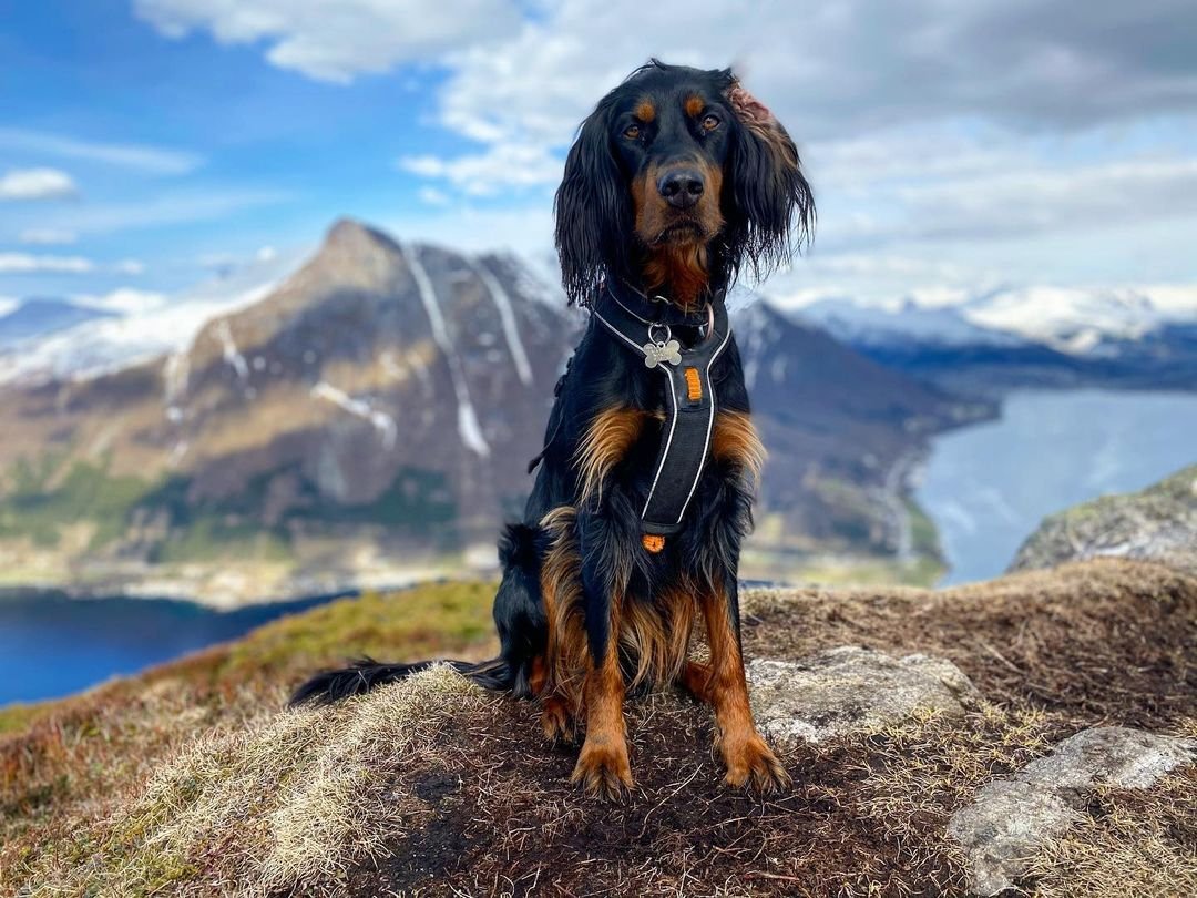 Шотландский горный сеттер