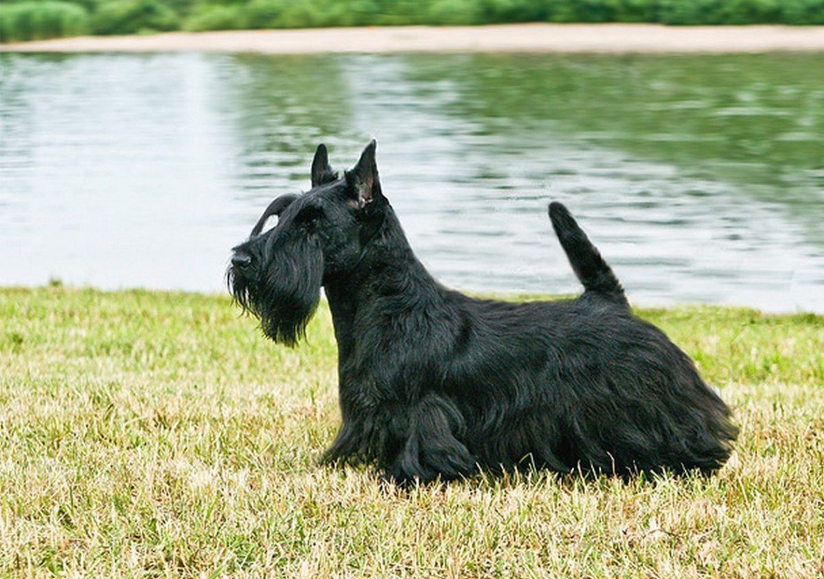 Шотландский терьер терьеры
