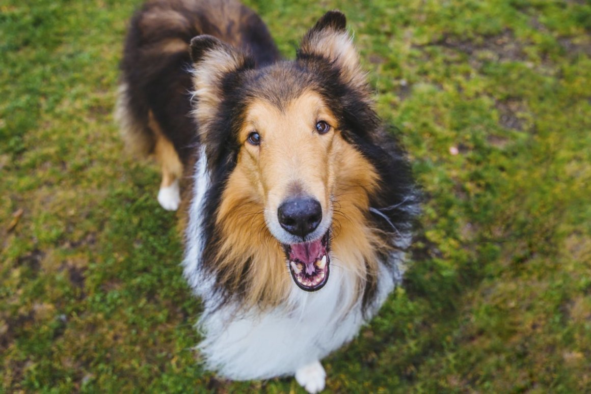 Колли анфас