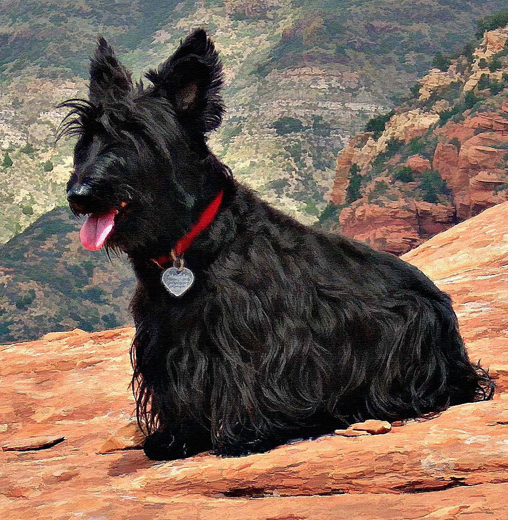 Дойч терьер