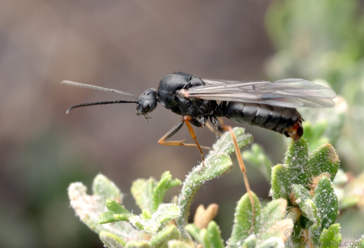 Черное насекомое с крыльями