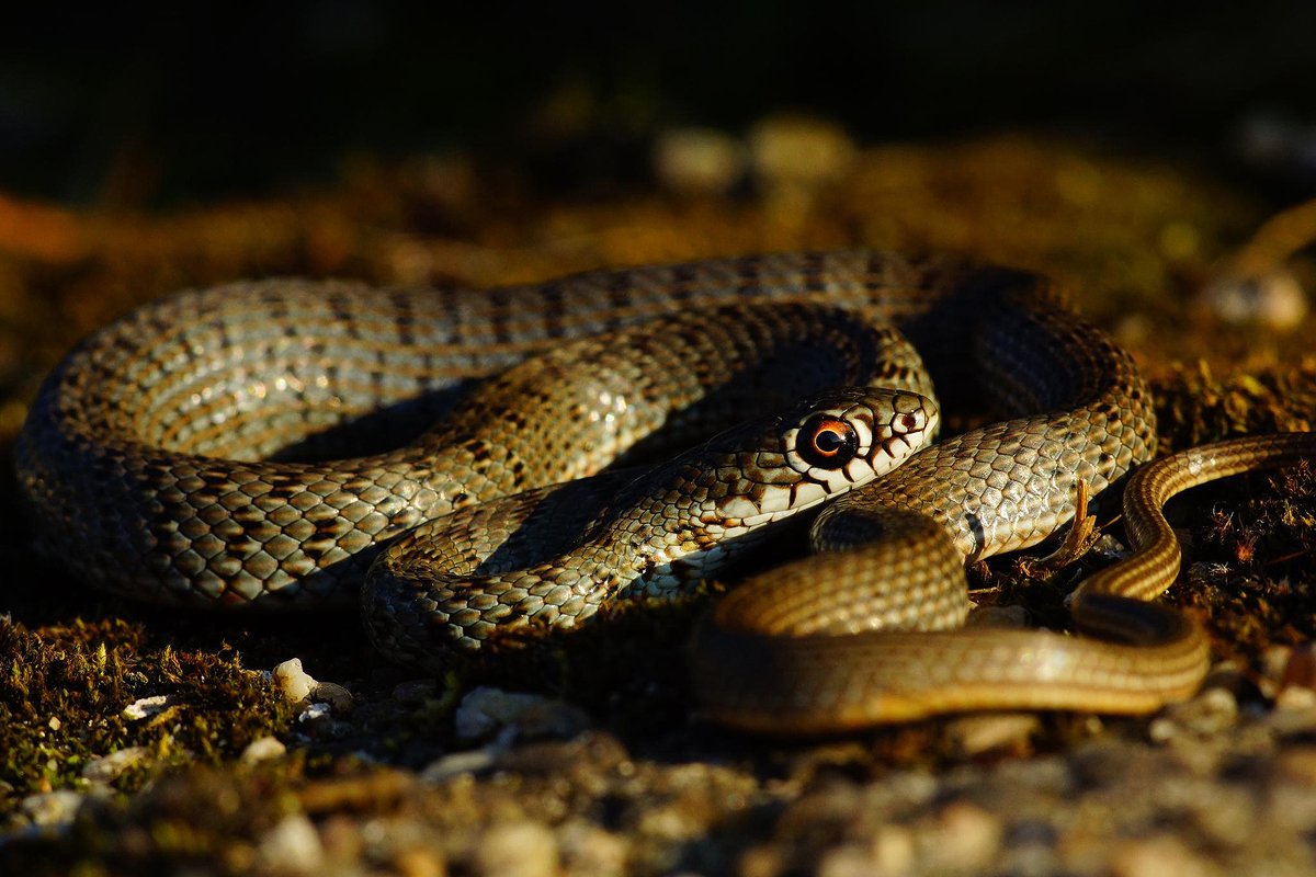 Змея черноголовый полоз