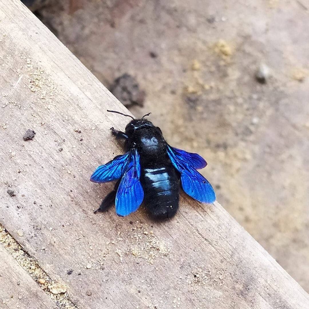 Пчела-плотник обыкновенная