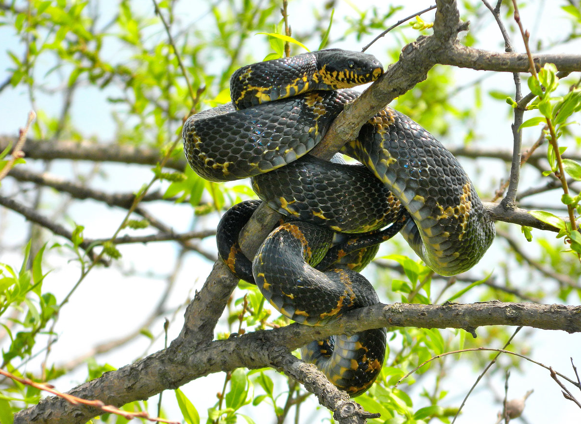 Полоз Шренка Амурский