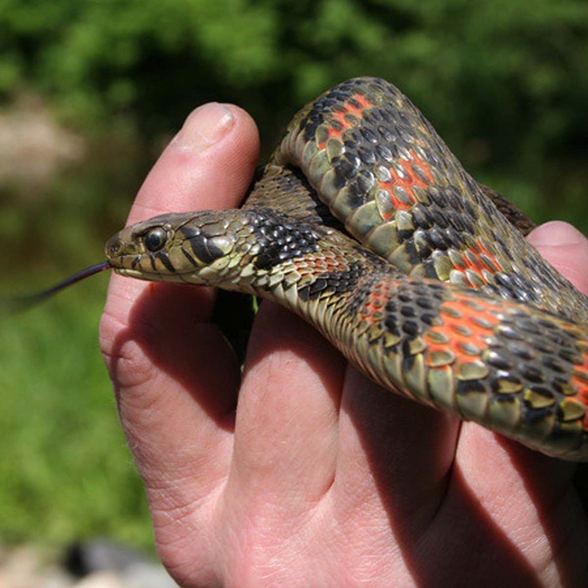 Полоз змея Приморский край