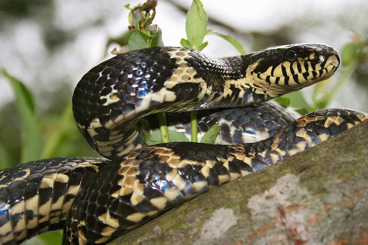 Полоз Шренка Амурский