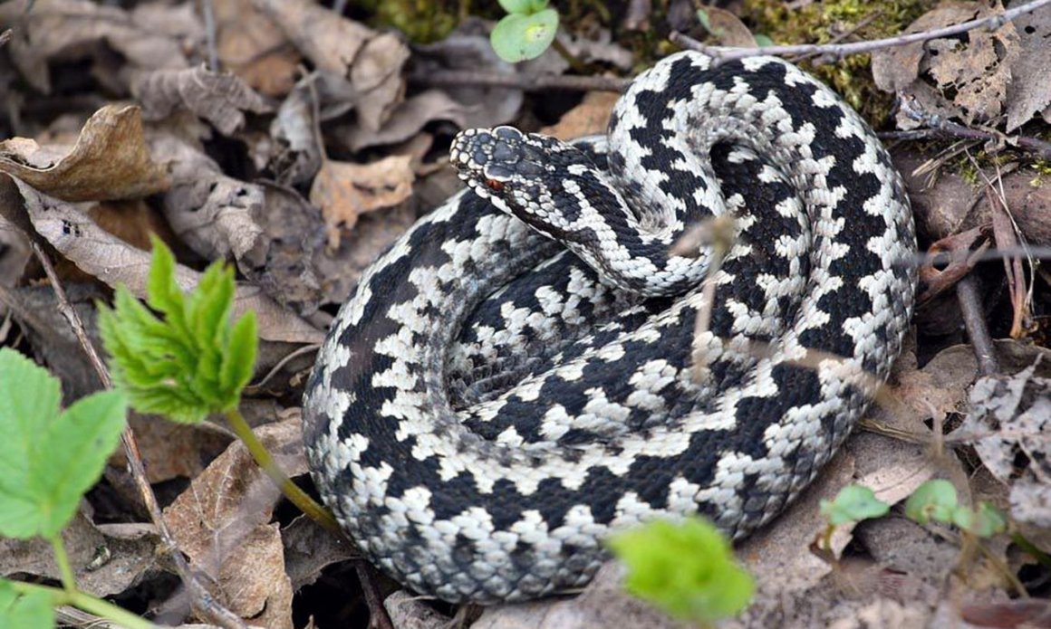 Гадюка Уральская обыкновенная