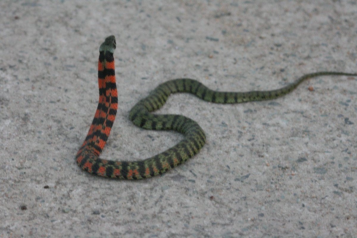 Тигровый уж Приморский край