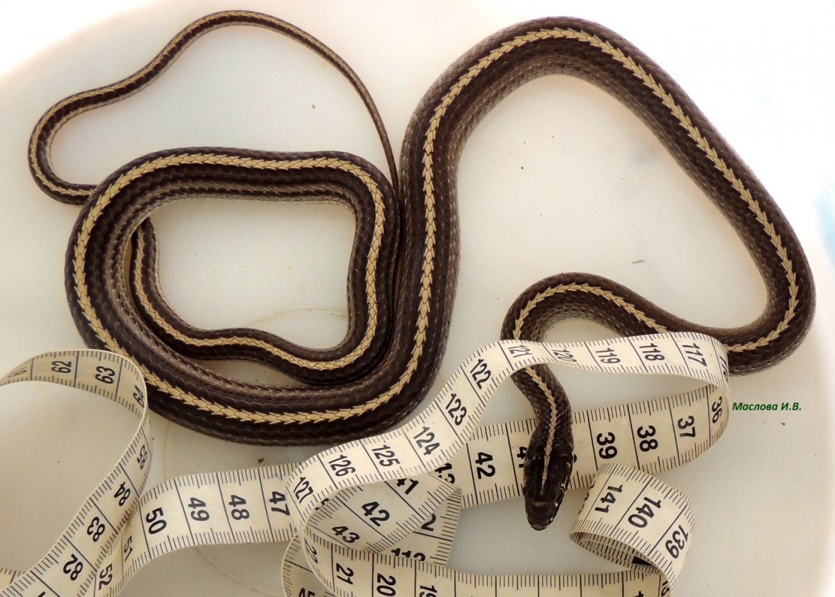 Полоз змея Приморский край