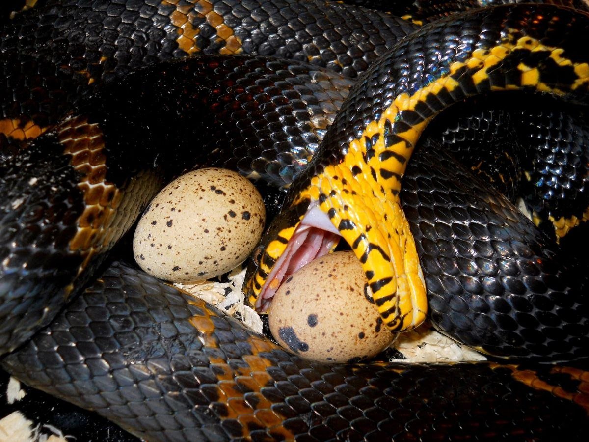 Амурский полоз змея