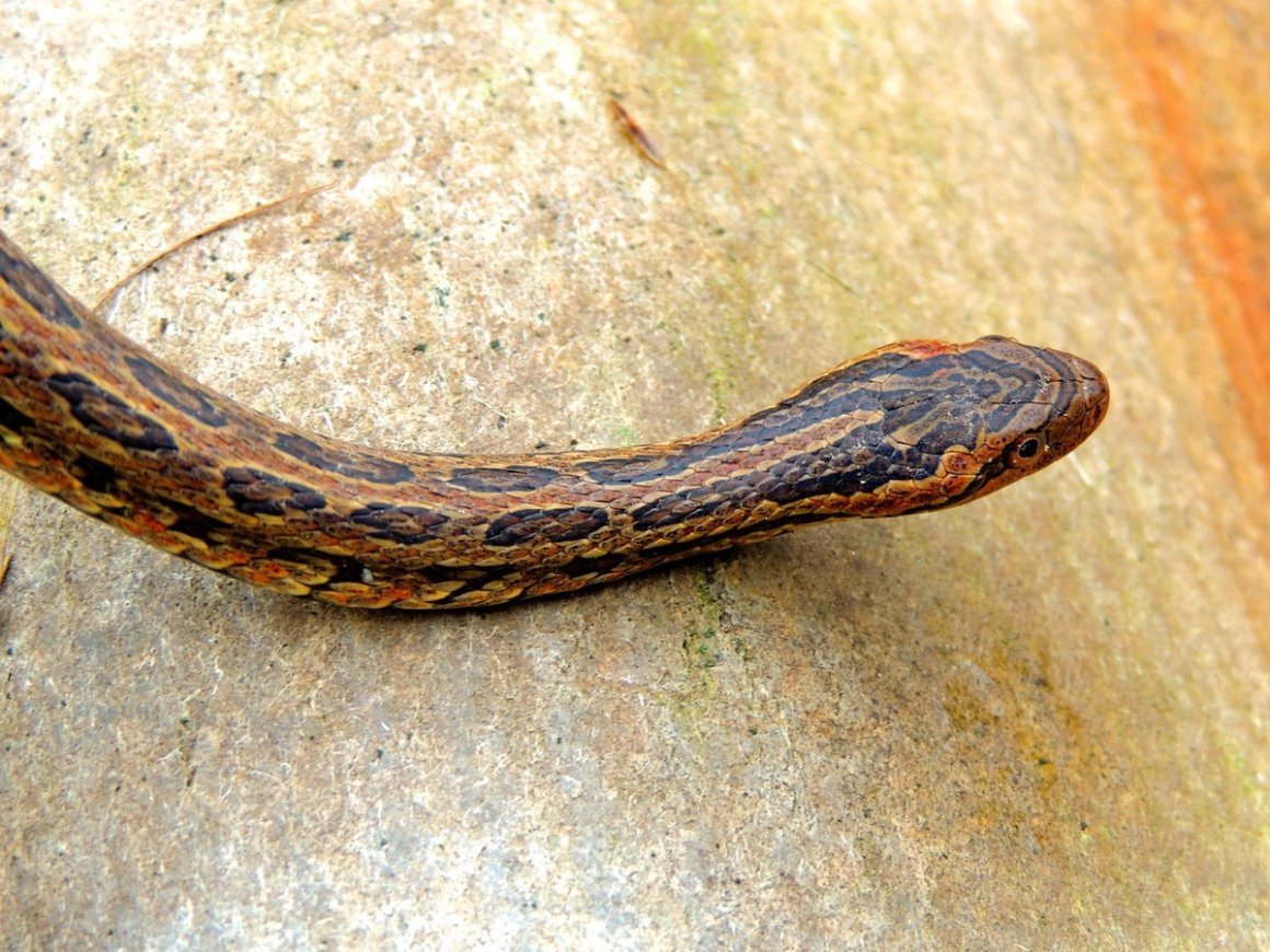Красноспинный полоз Приморский край