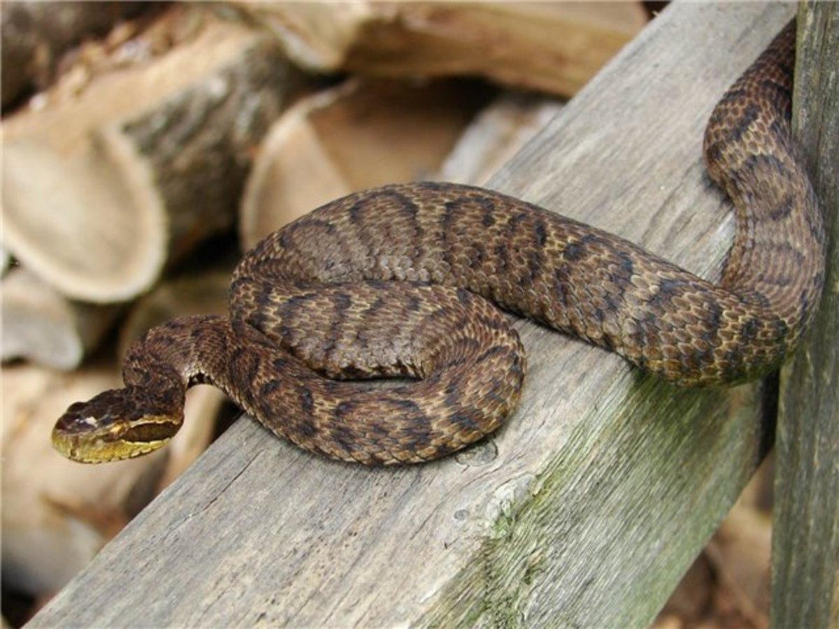 Щитомордник змея Приморский край