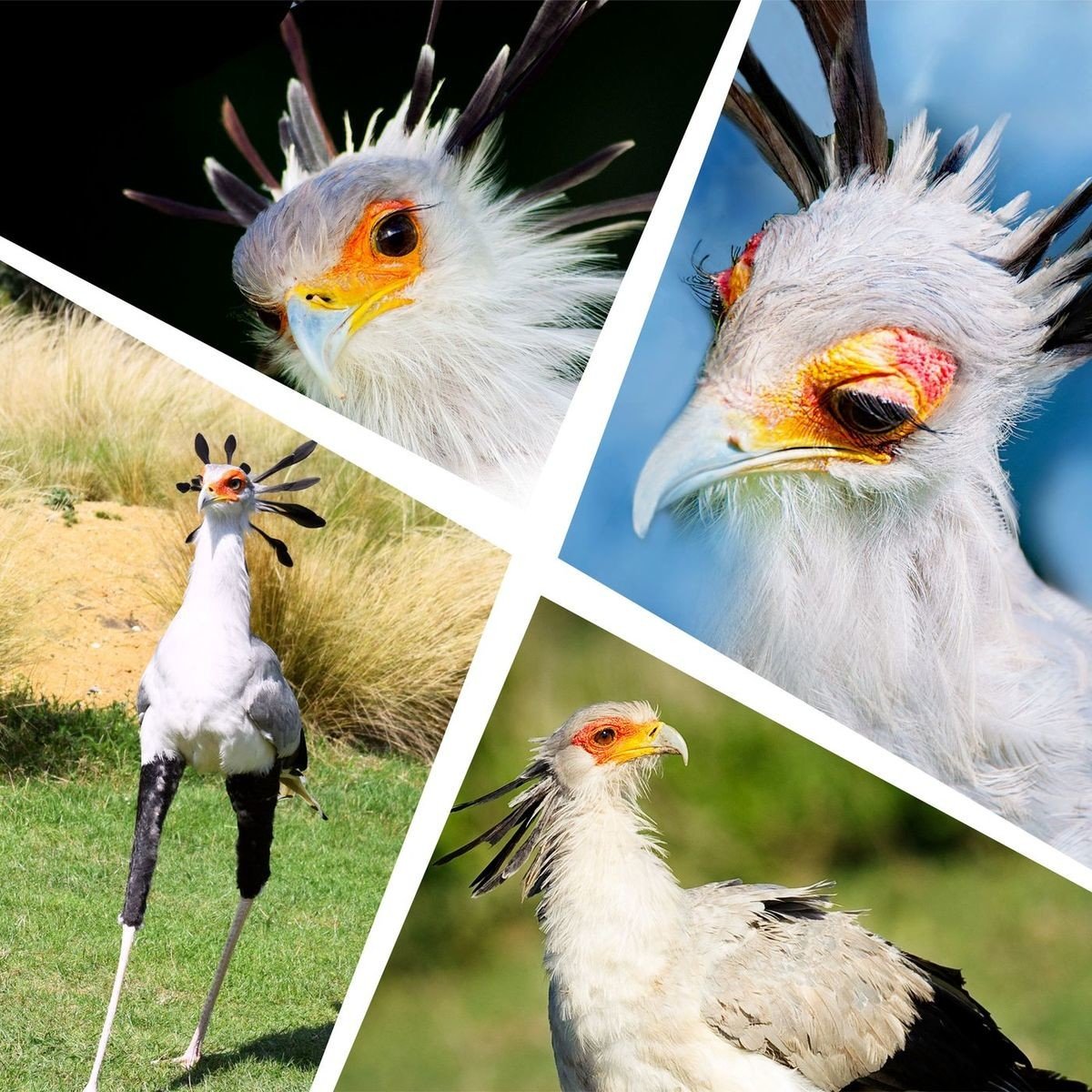 Птица секретарь самка