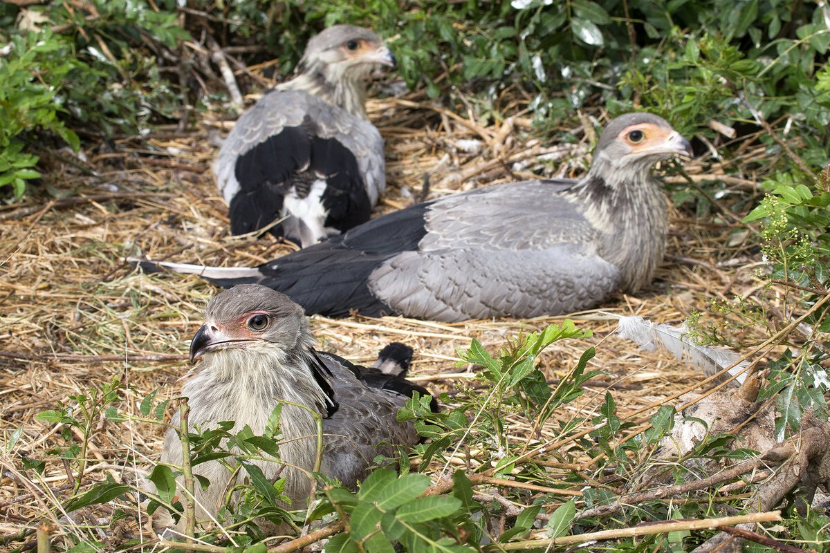 Птица секретарь гнездо