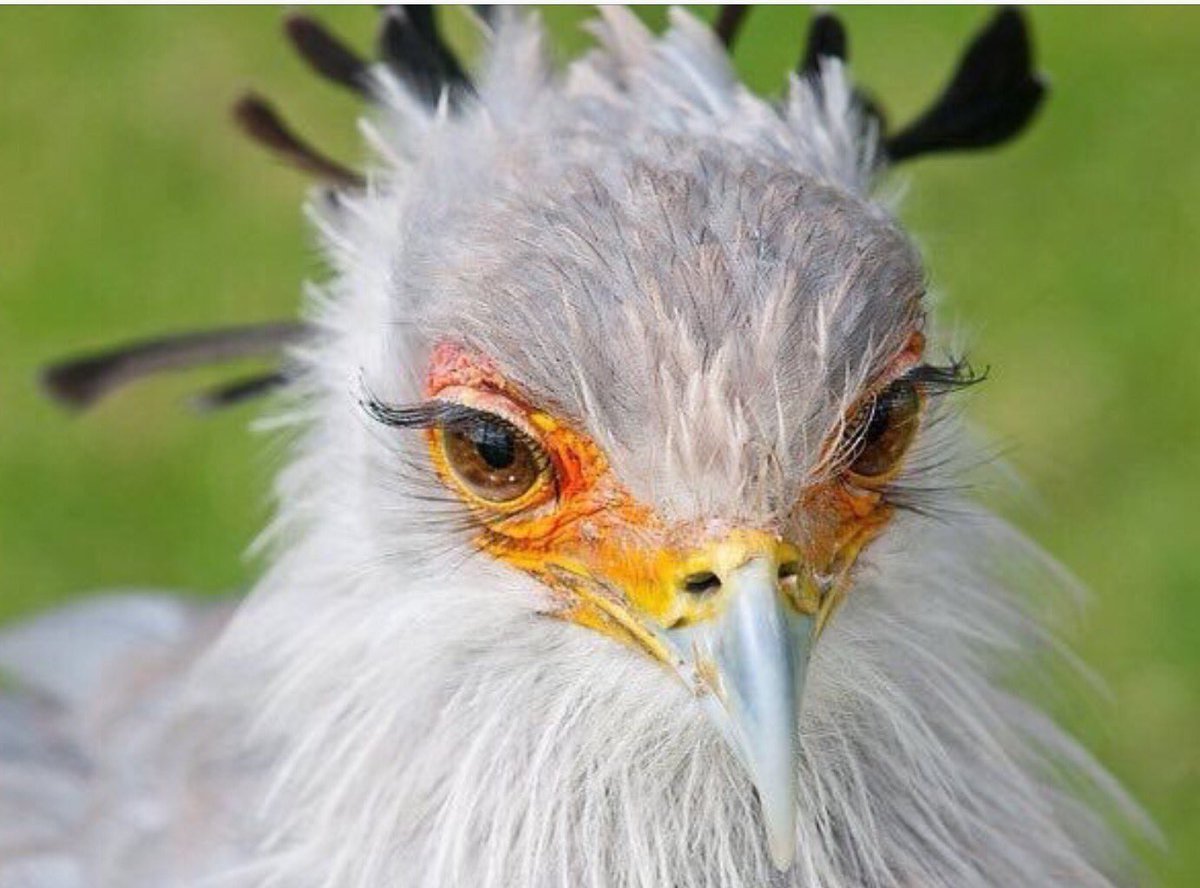 Птица секретарь птенцы