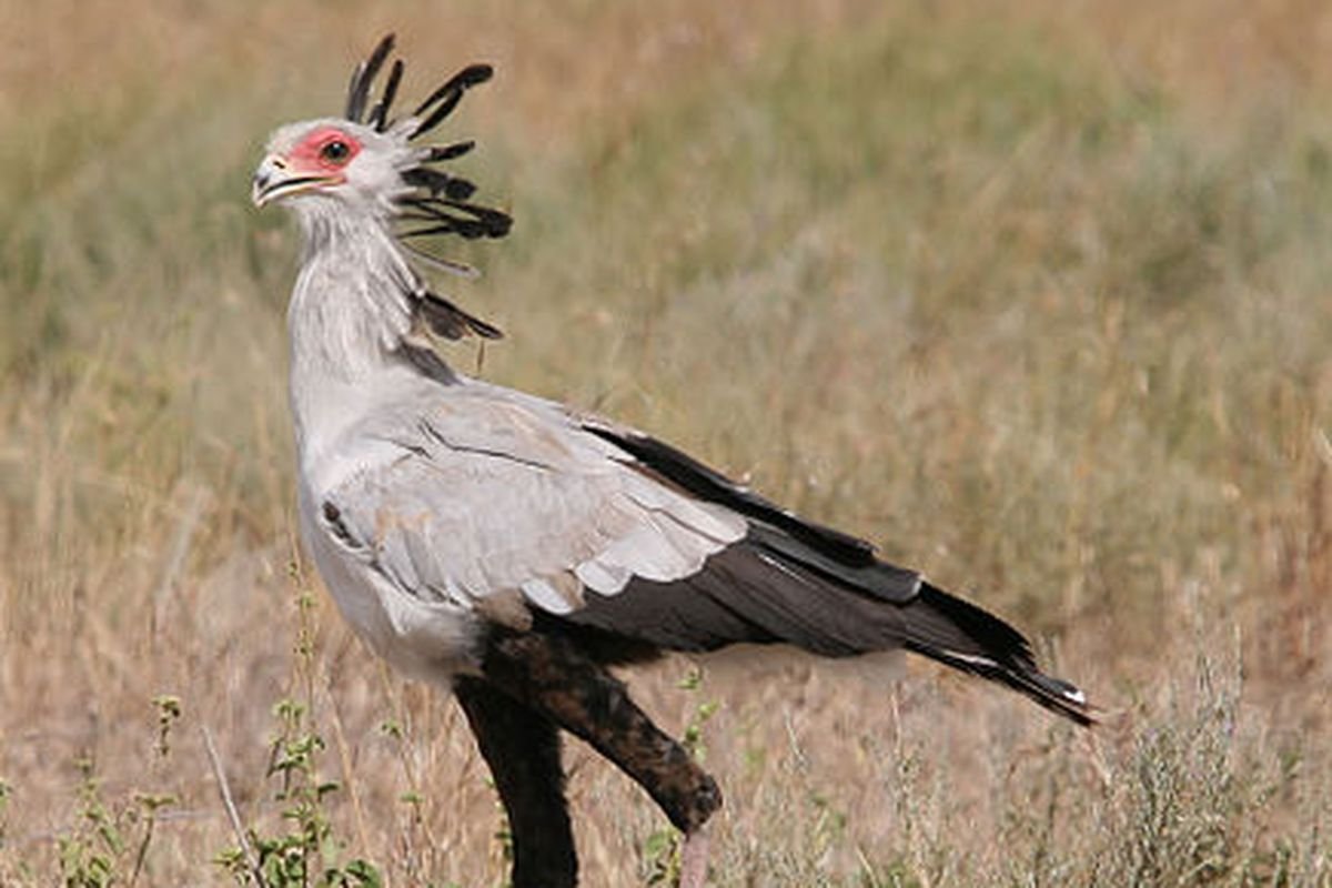 Птица секретарь фото