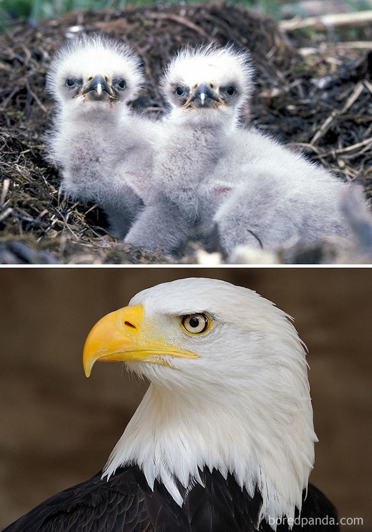 Птенцы Орлов