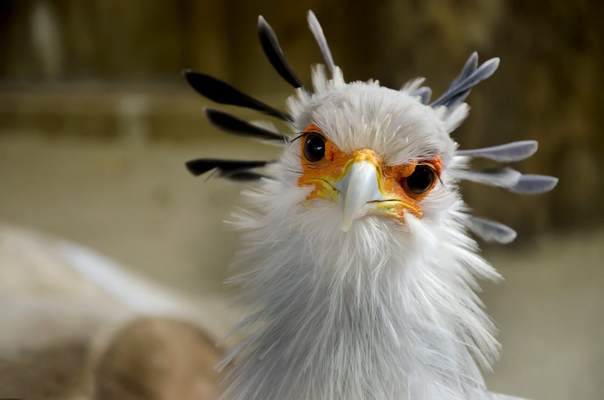 Птица секретарь, l (88796b)